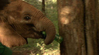 This Clip of British Babies Chilling With Elephant Babies Is Really Too Much